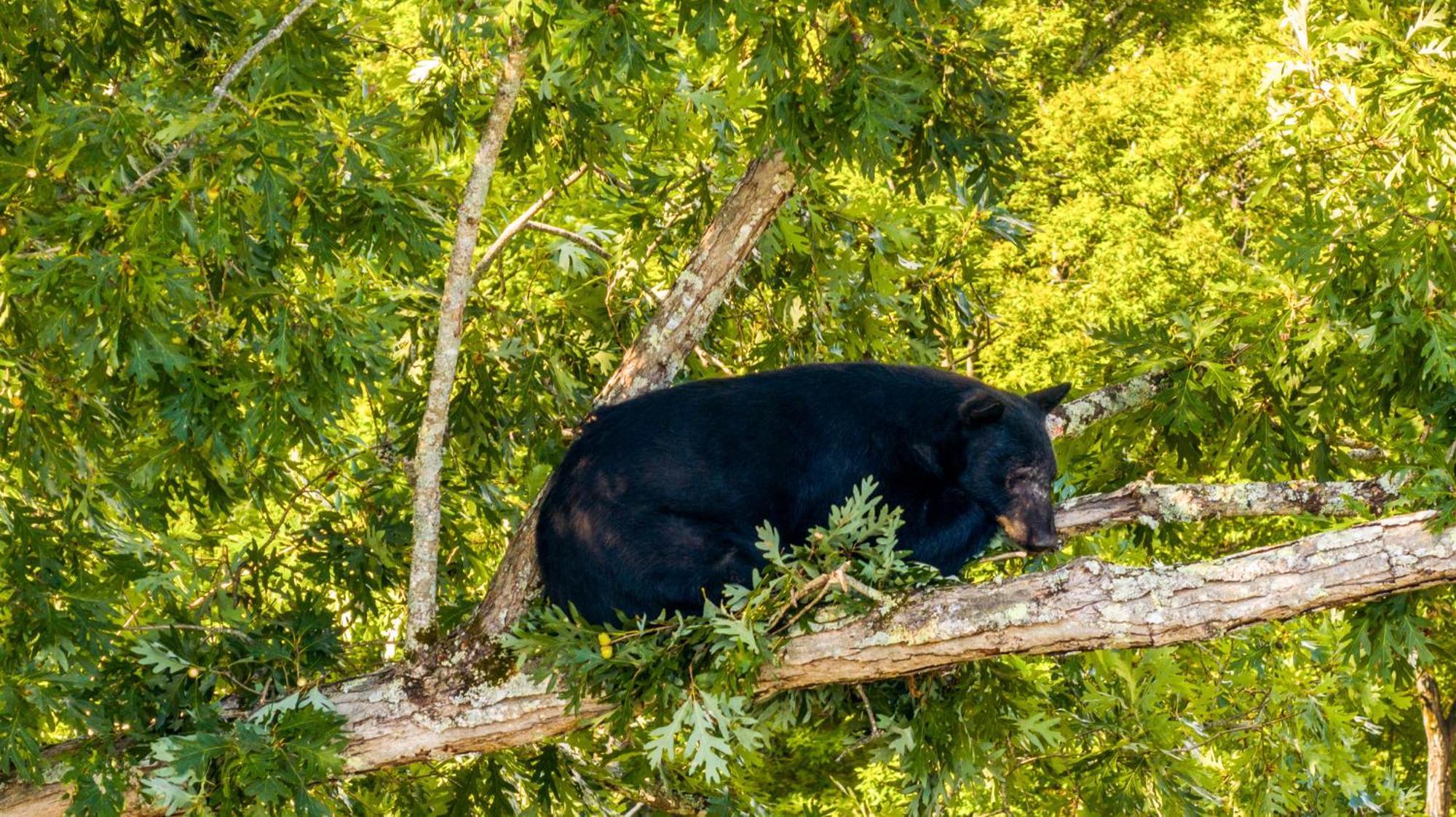 Baloo'S Bungalow جاتلينبرج المظهر الخارجي الصورة